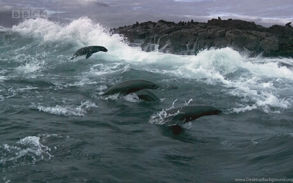 Cape Fur Seals Planet Earth Wallpapers (34625) Fanpop