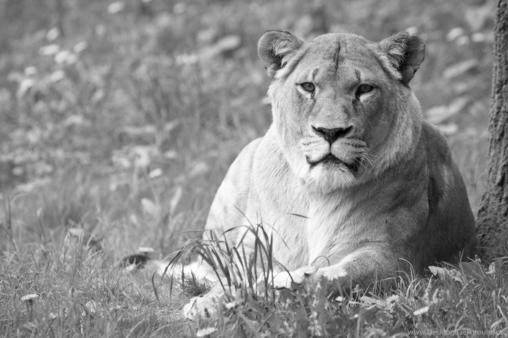 Top Wallpapers Animals Lioness Lion Images For Pinterest
