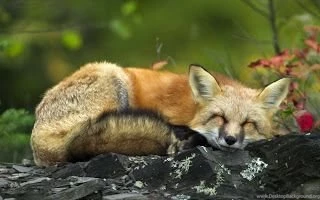 Backgrounds Collections: Red Fox