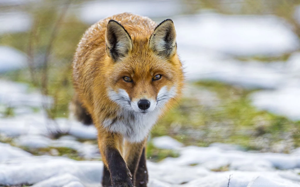 445 Fox HD Wallpapers