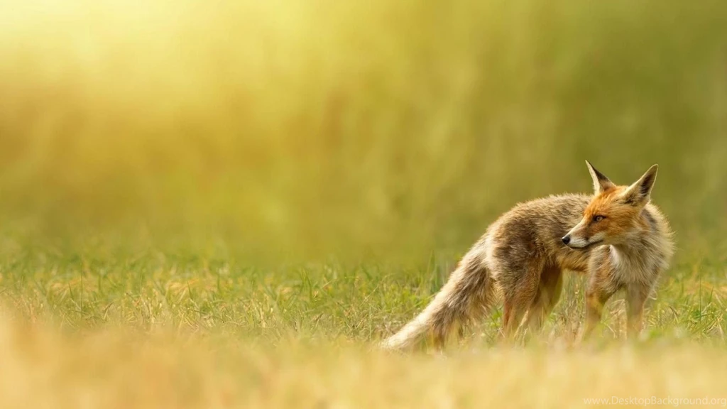 Beauty Fox Wallpapers
