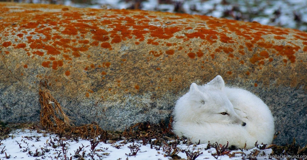 47 Arctic Fox HD Wallpapers
