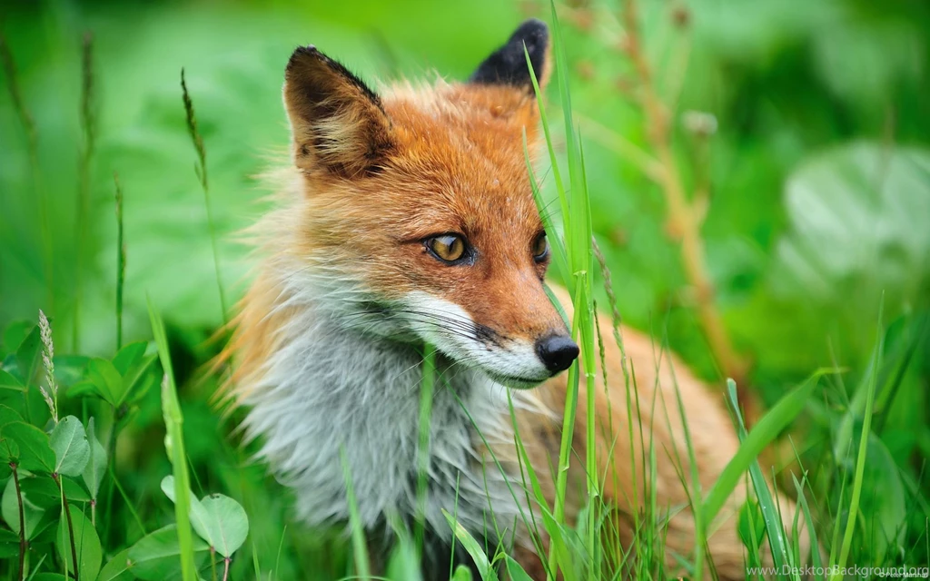HD Fox Wallpapers