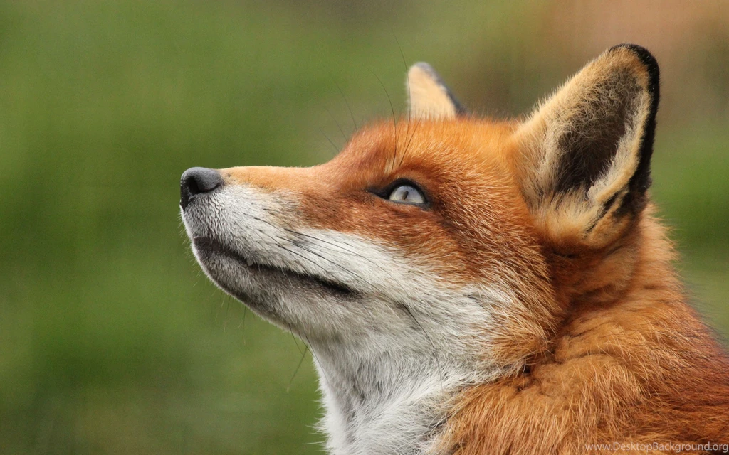 Fox Computer Wallpapers, Desktop Backgrounds