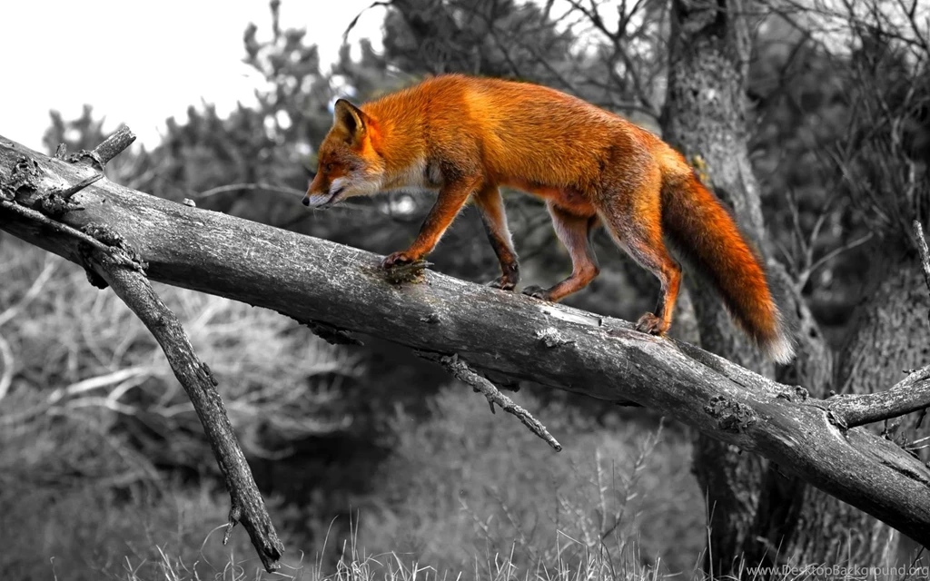 Fox Wallpapers Wallpapers