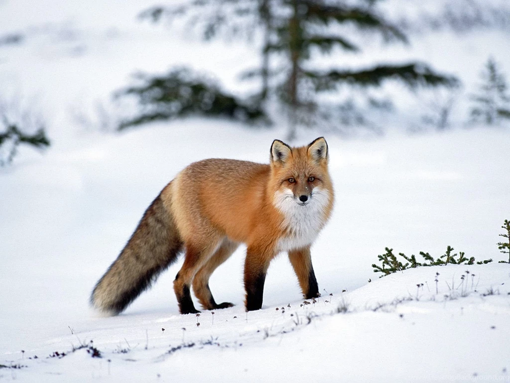 Fox Computer Wallpapers, Desktop Backgrounds