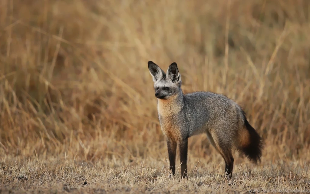 Bat Eared Fox Computer Wallpapers, Desktop Backgrounds