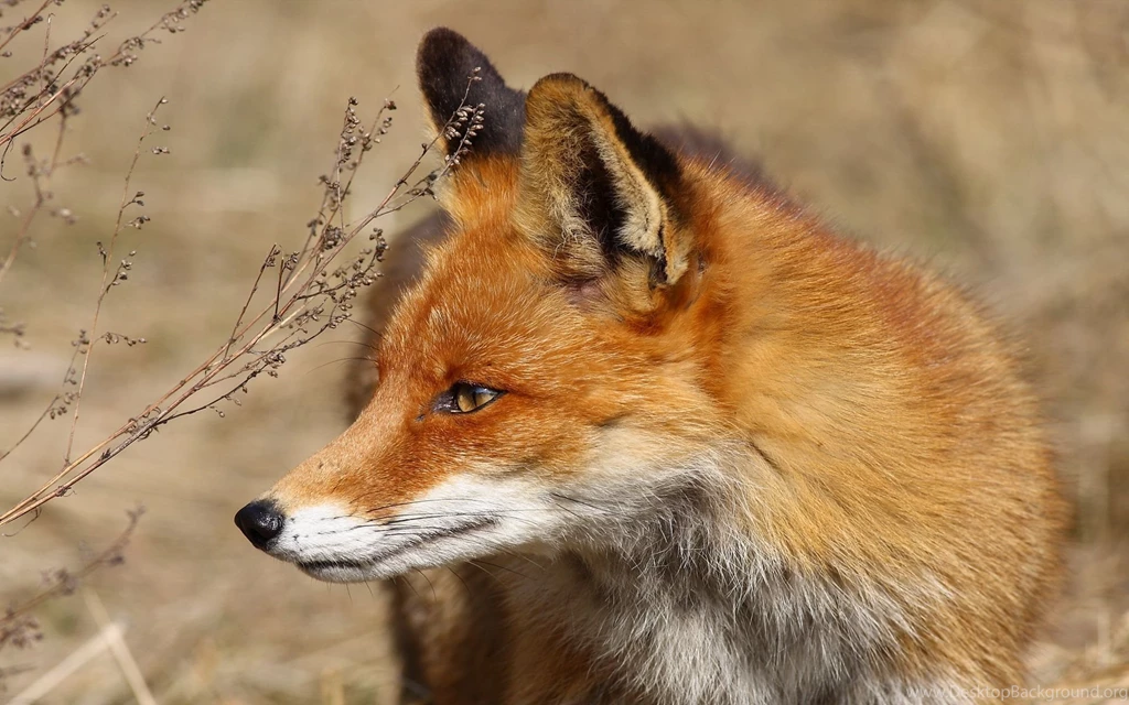 445 Fox HD Wallpapers