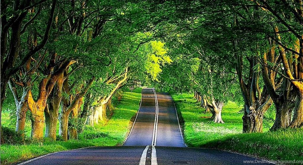 Desktop Backgrounds Trees Over The Road