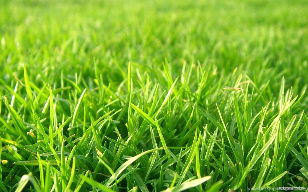 Grass football field background 87ohnckh