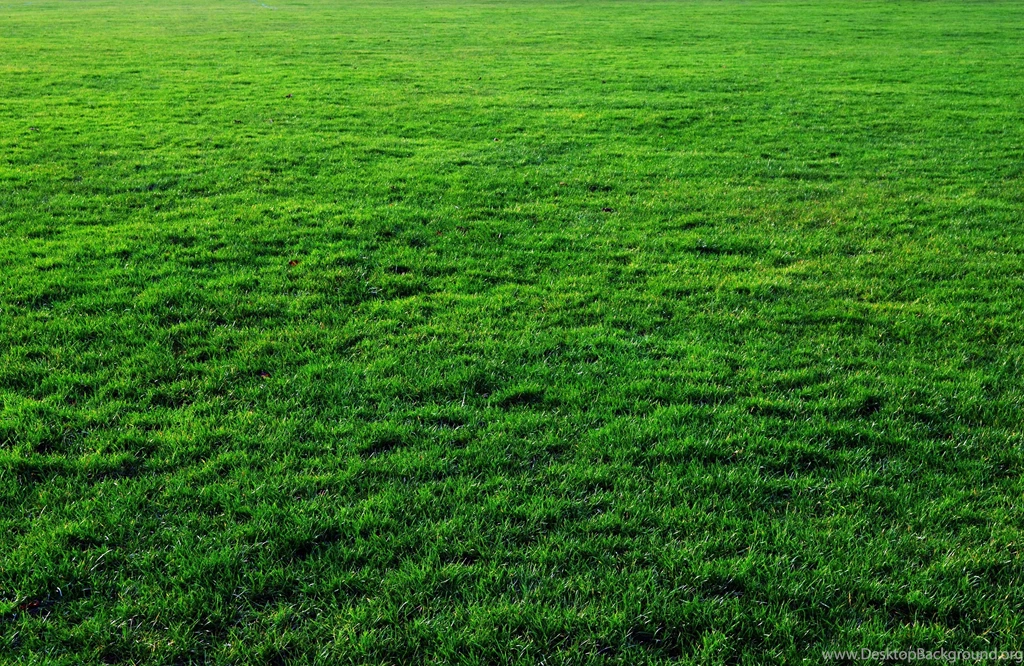 Seven Free Grass Textures Or Lawn Background Images