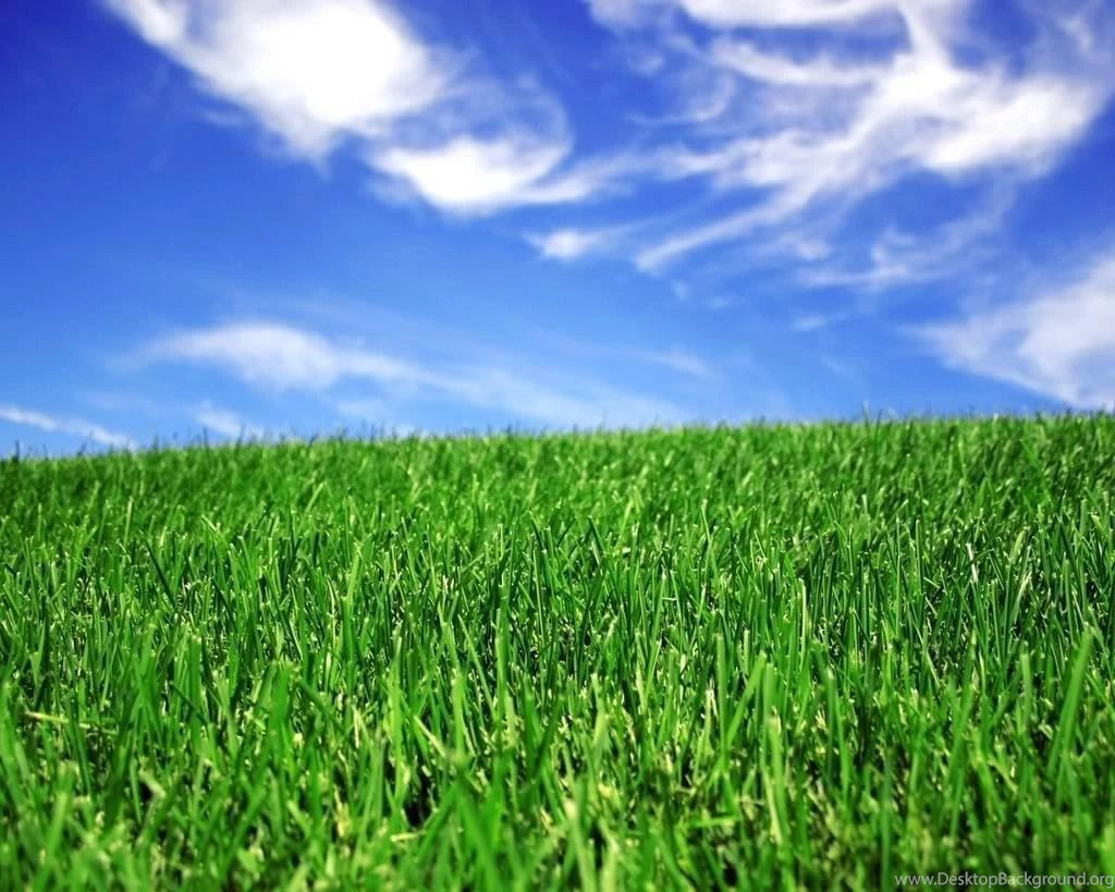 Grass Backgrounds Photography Photo By XxbleedinsanexX