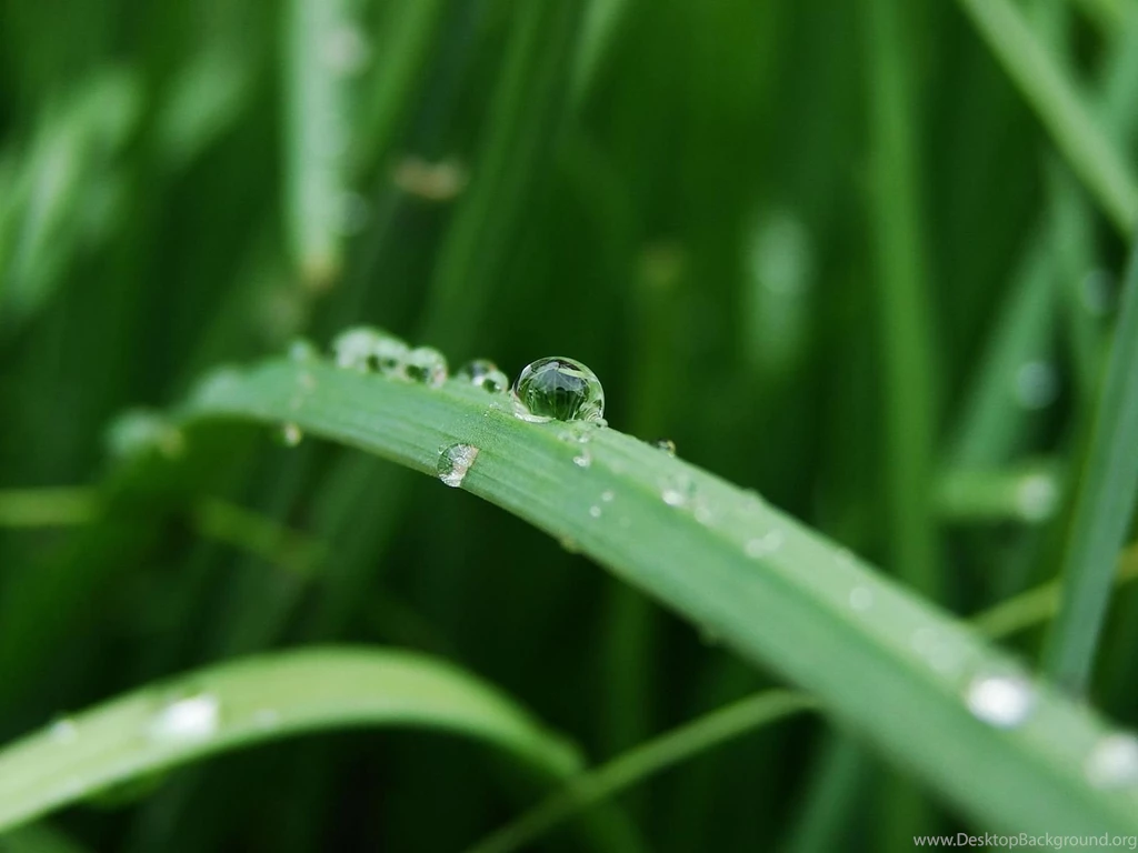 Top Grass Close Up Wallpaper Images For Pinterest