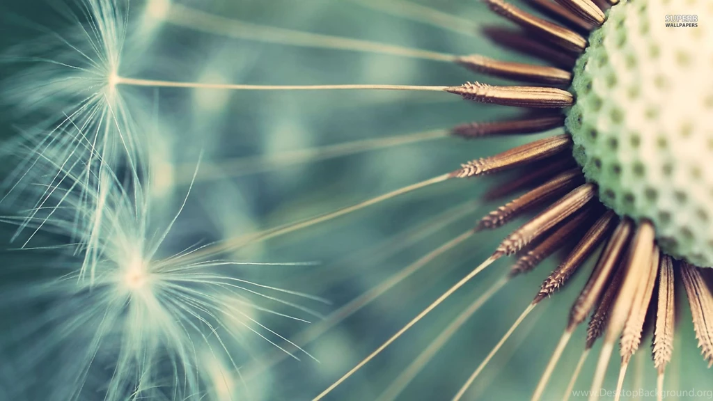 Dandelion Close Up Wallpapers Photography Wallpapers