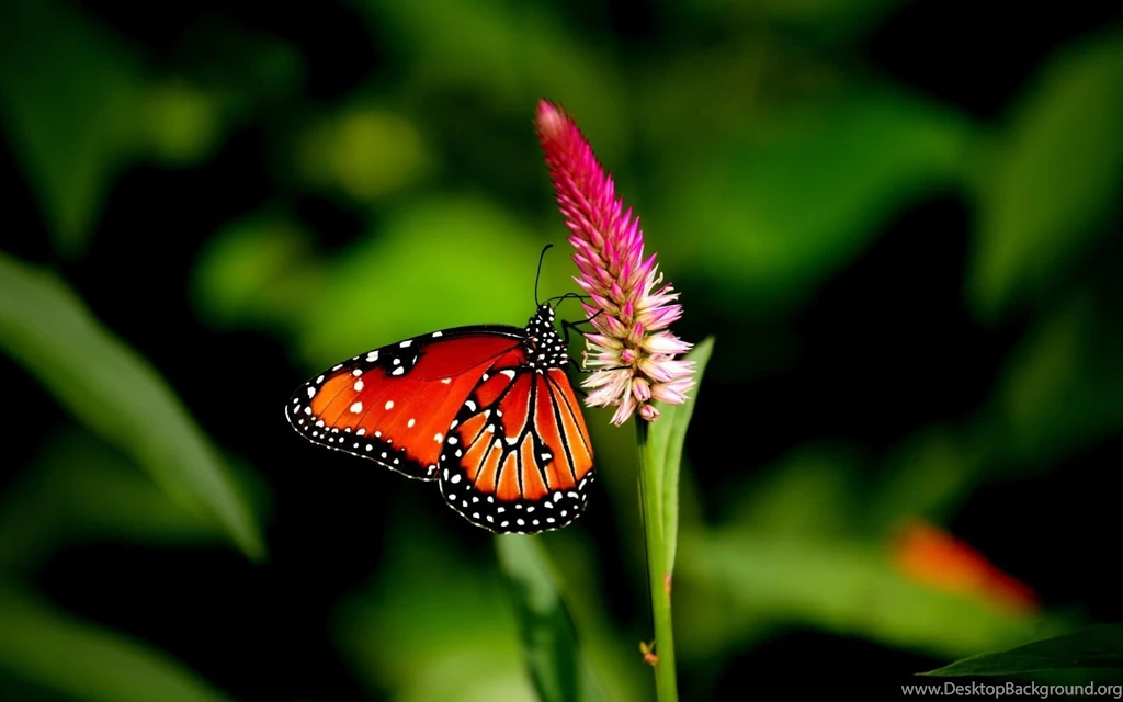 Butterfly Flower Close up Wallpapers