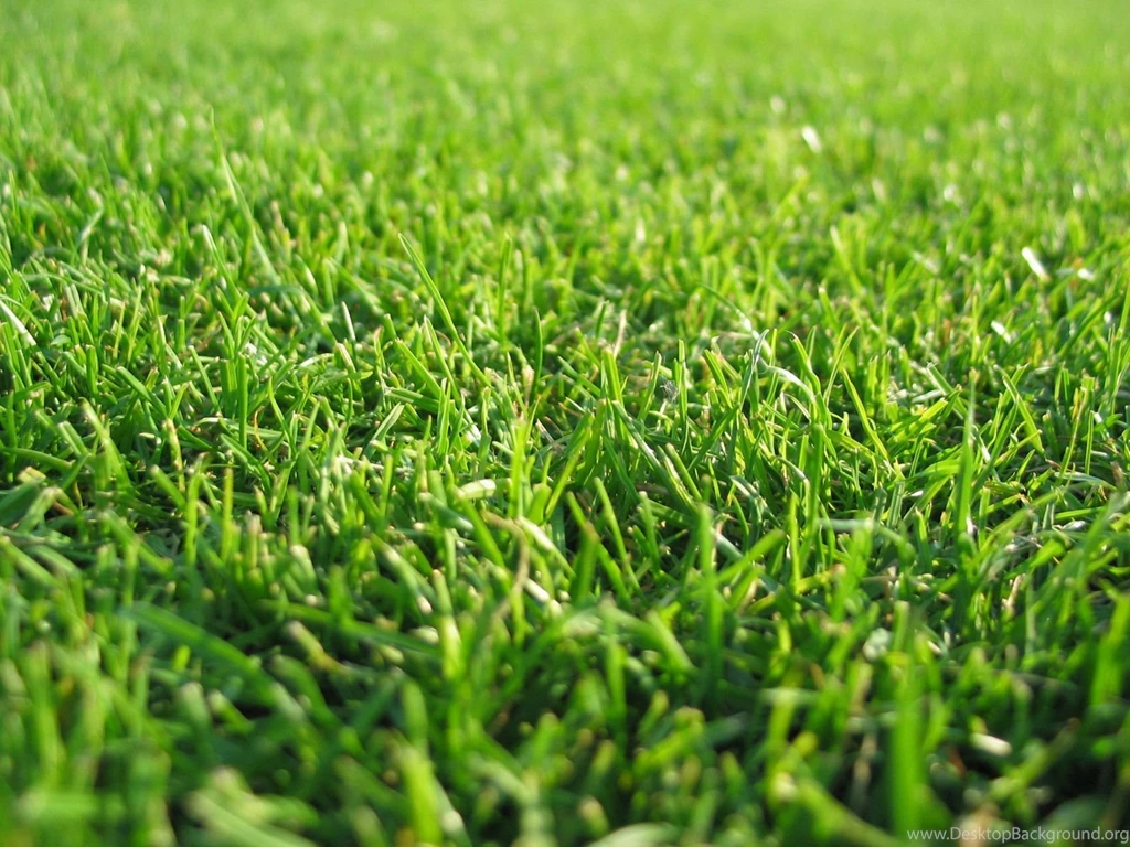 Grass Texture