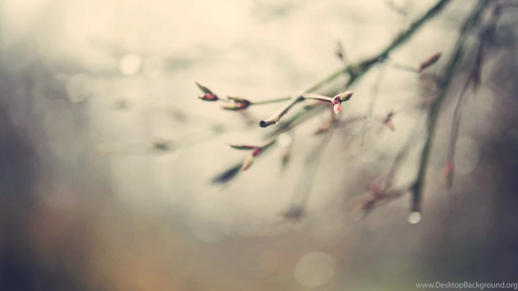 Nature branches close up hd wallpapers Magic4Walls.com