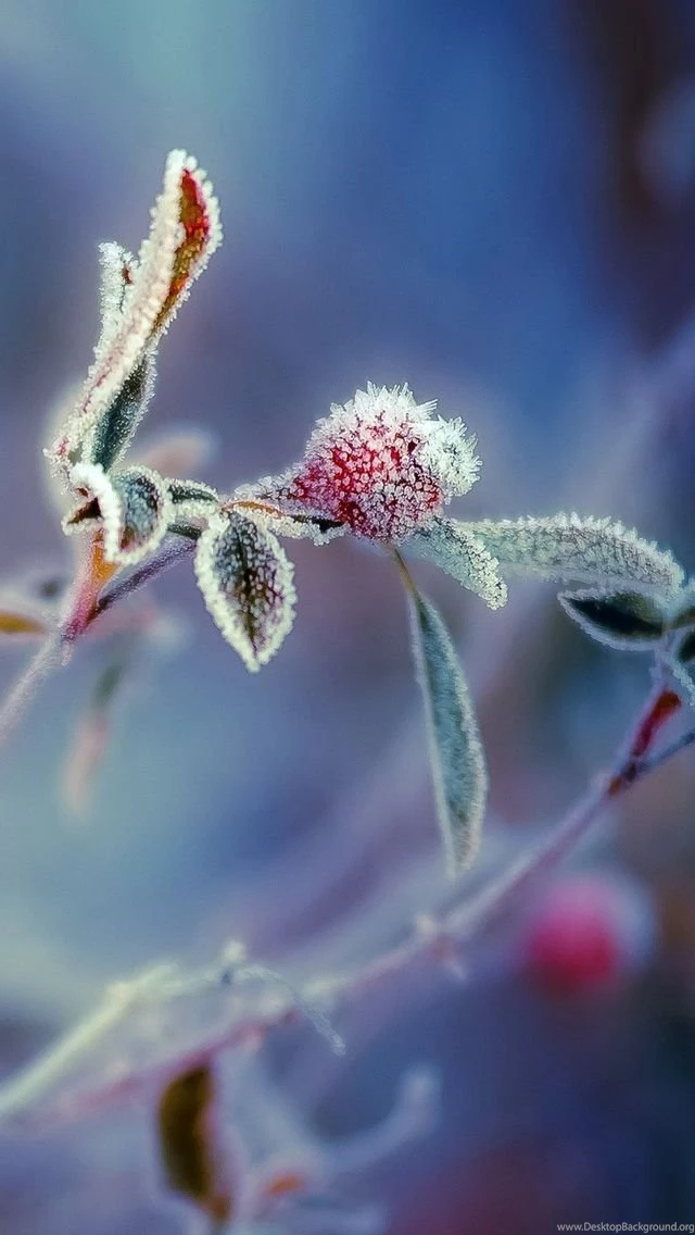 Cream Hanging Close Up iPhone 5s Wallpapers Download