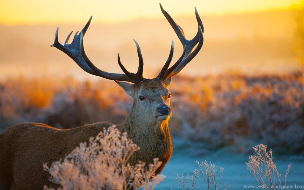 Deer Close Up Backgrounds Wallpapers
