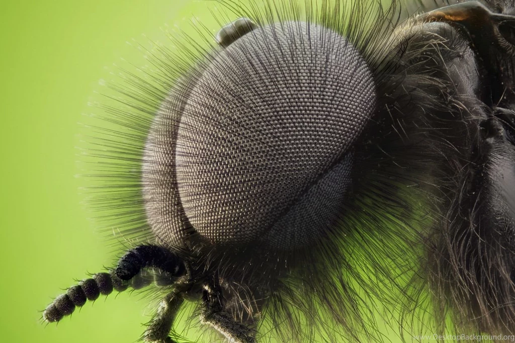 Close Up Insect Wallpapers