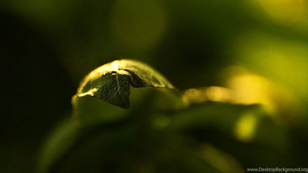Leaf Close up Wallpapers Free Wide HD Wallpapers