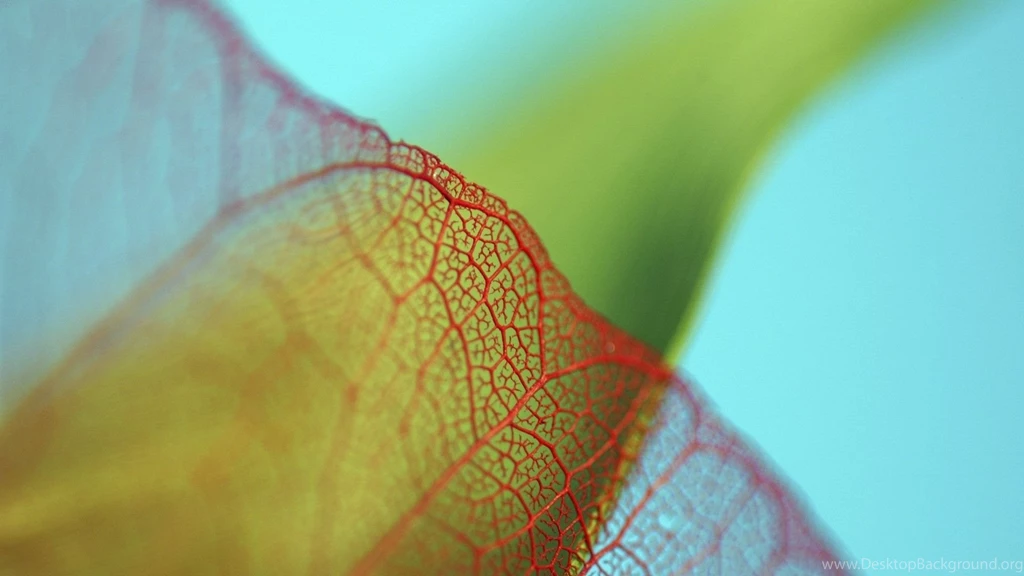 Download Wallpapers 1920x1080 Plant, Leaf, Mesh, Blurred, Close up ...