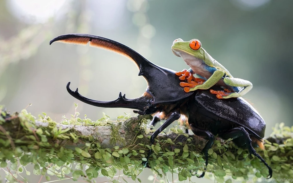 Frog On Hercules Bug Close Up Wallpaper.jpg