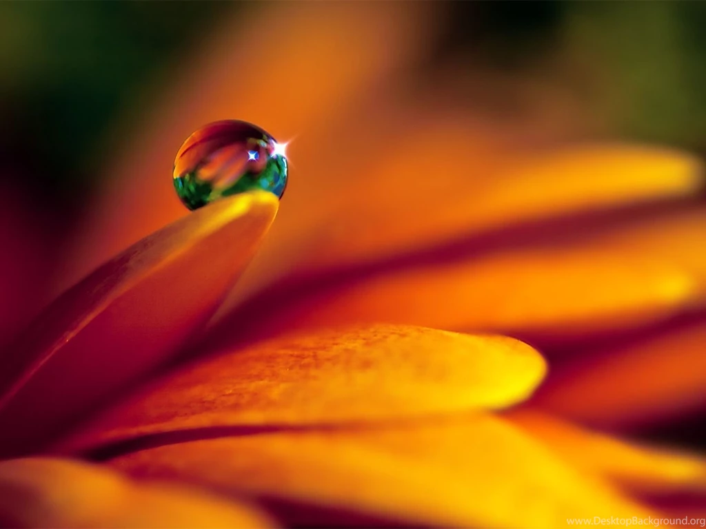Macro Photography Close Up Photos Of Water Drops On Flower ...