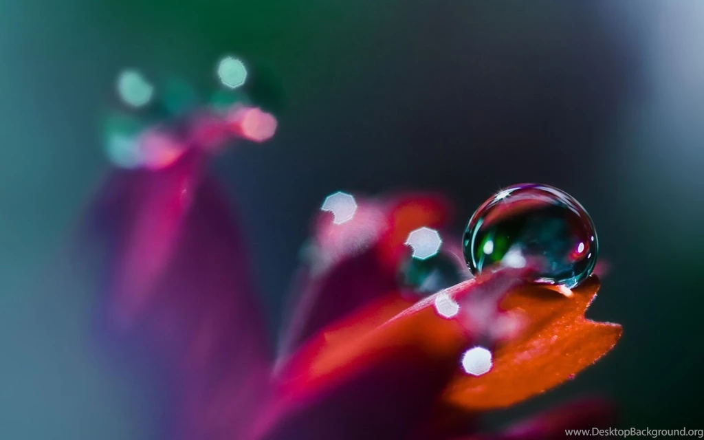 Macro Photography Close Up Photos Of Water Drops On Flower ...