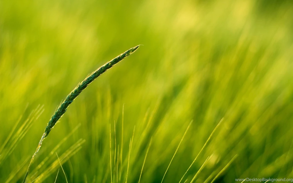 Free Close Up Wallpapers