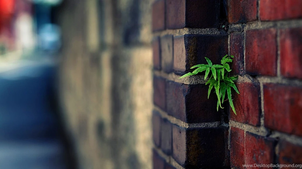 1920x1080 Plant Urban Brick Wall Wallpapers