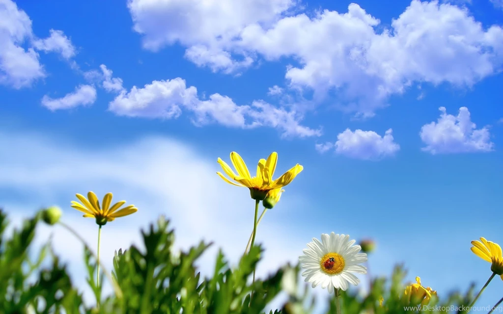 Spring Desktop Backgrounds Free Wallpapers HD Wide
