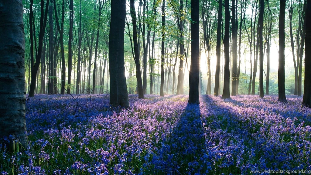 Dawn In Forest Wallpapers