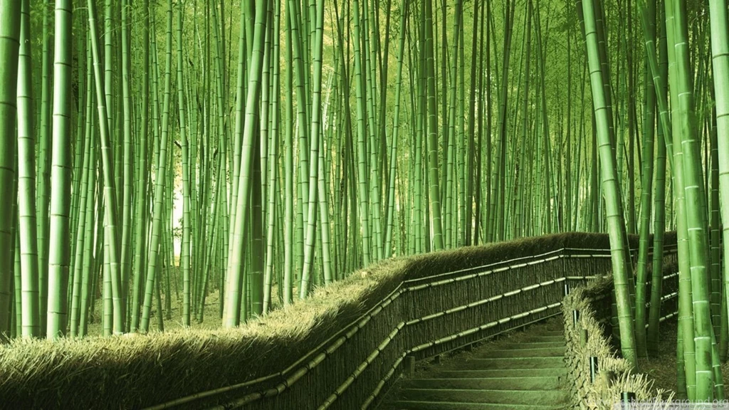 Bamboo Forest Backgrounds HD Desktop Wallpapers : High Definition ...