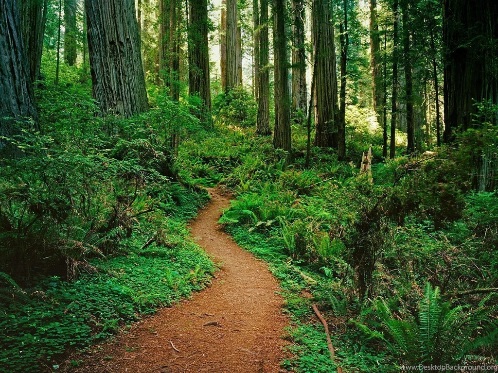 Redwood Forest Hd Wallpapers