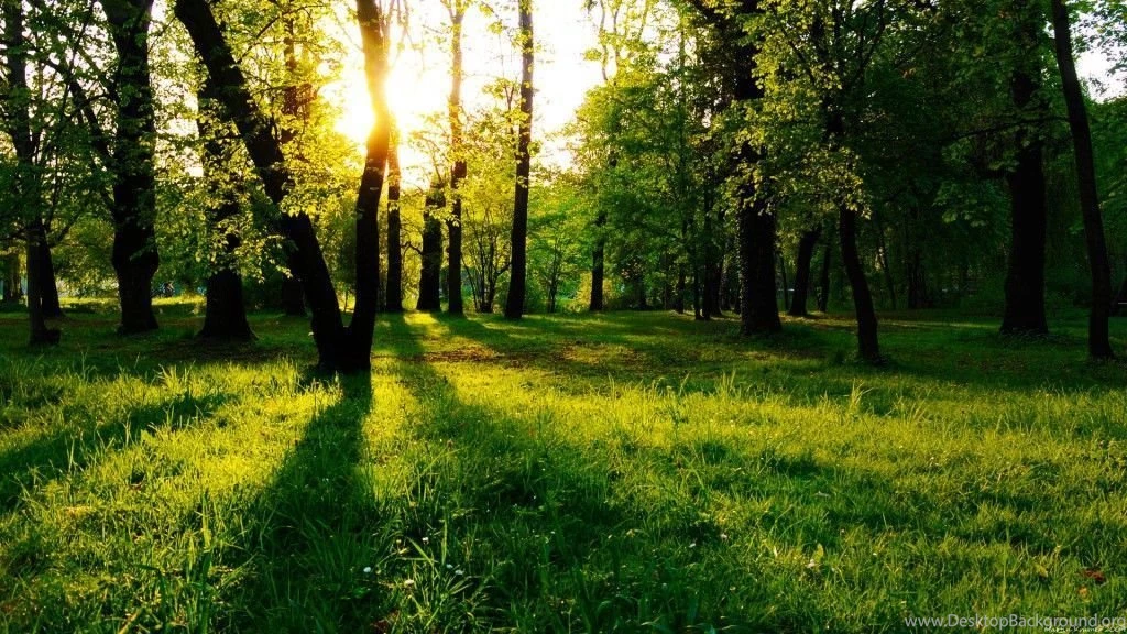 Forest Landscape Desktop Backgrounds – 1024×576 High Definition ...