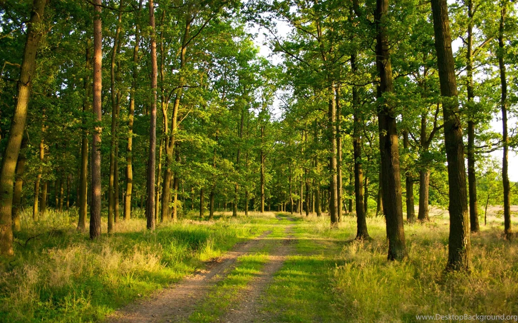 Spring Forest Desktop Wallpapers Wallpaper.
