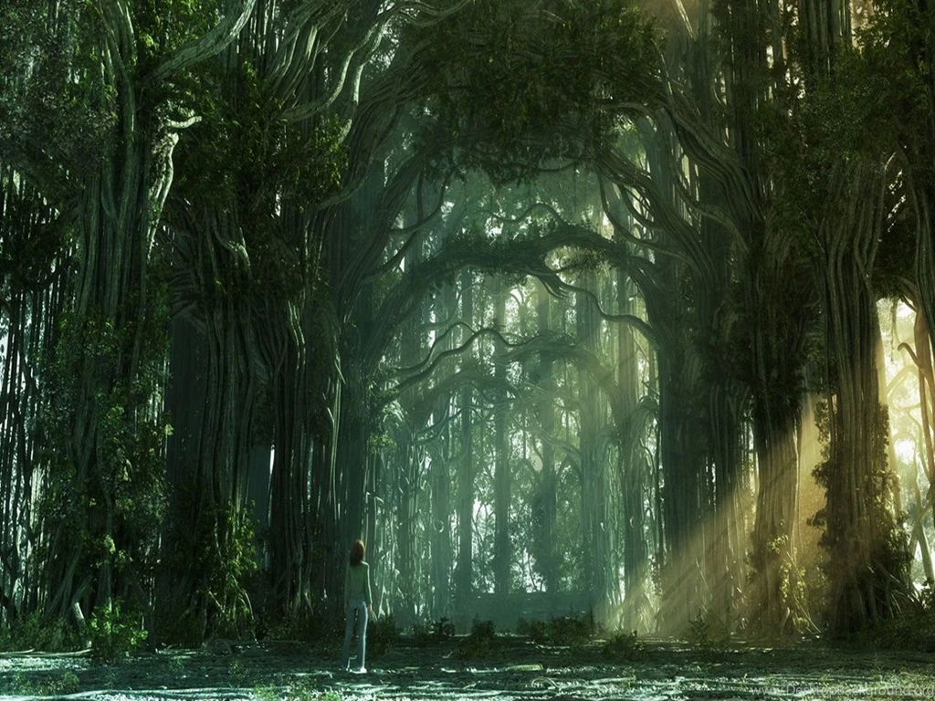 Forest Desktop Backgrounds Free B76