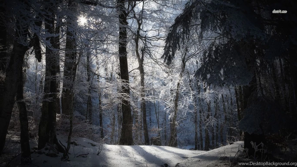Snowy Night Forest Desktop Wallpaper.jpg