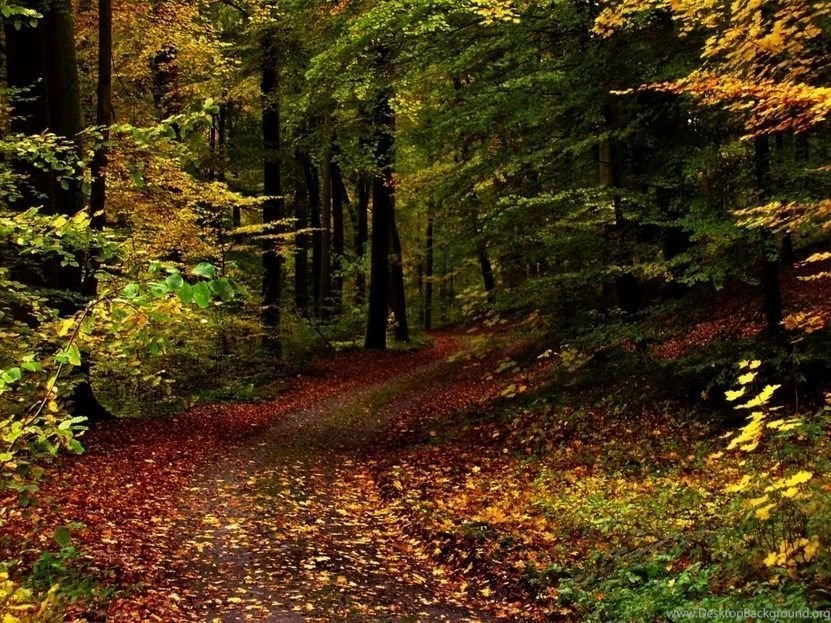 35 Magnificent Forest Wallpapers Creations For A Relaxing Break ...
