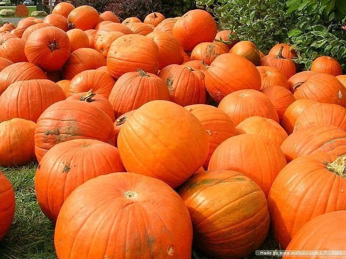 Pumpkins Photo, Pumpkins Wallpapers 9   Wallcoo.net