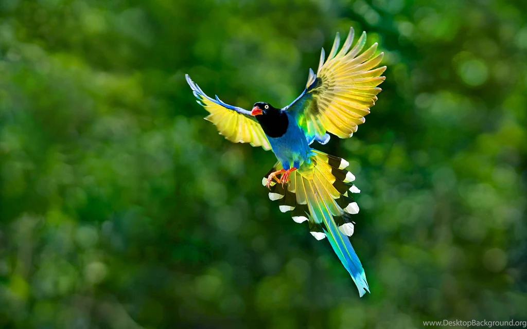 1684 Bird HD Wallpapers