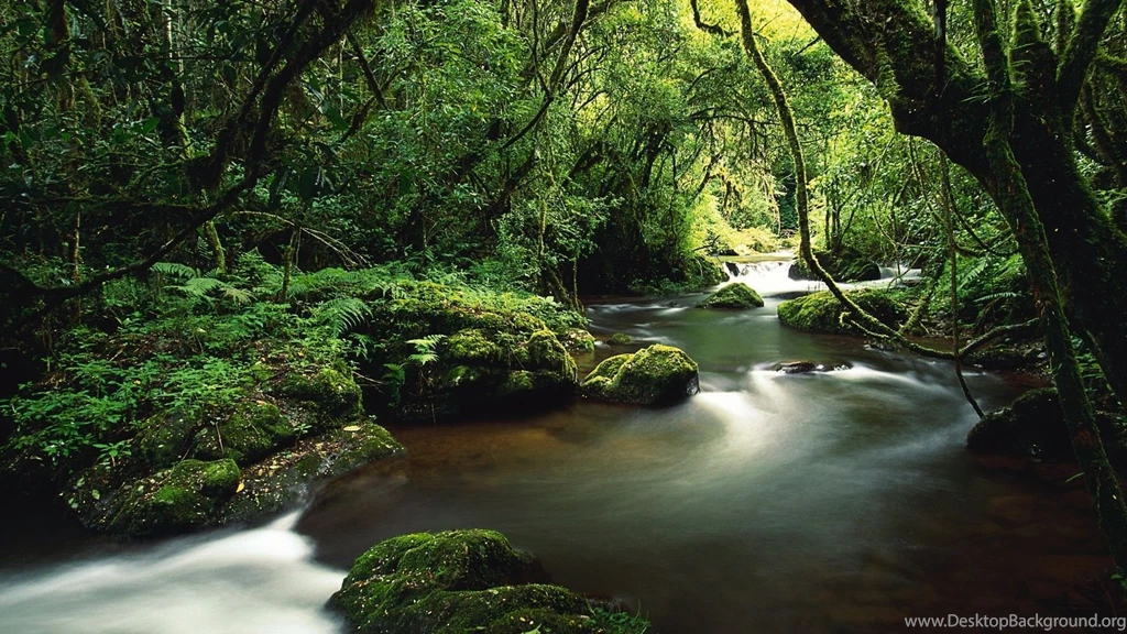 Jungle Stream River Costa Rica Hd Wallpapers : Wallpapers13.com