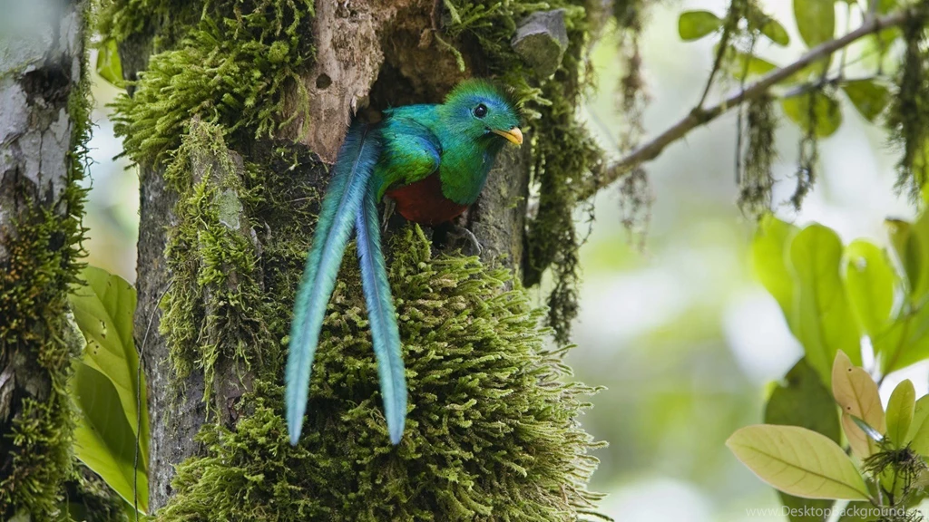 Nature Costa Rica Duplicate Quetzal Wallpapers