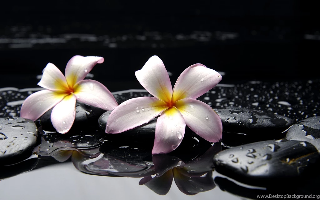 Plumeria S Wallpapers