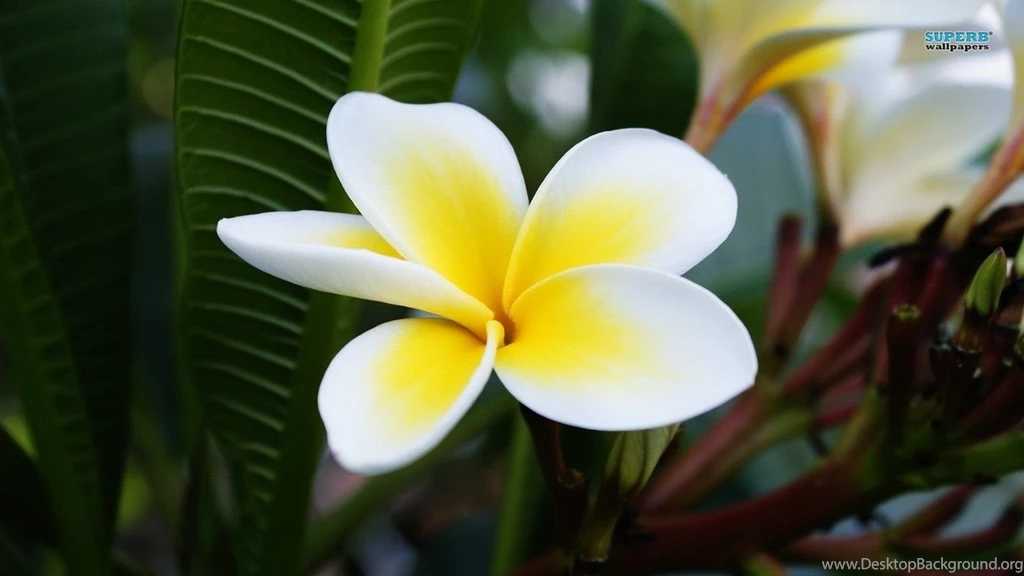 Plumeria Wallpapers   Flower Wallpapers