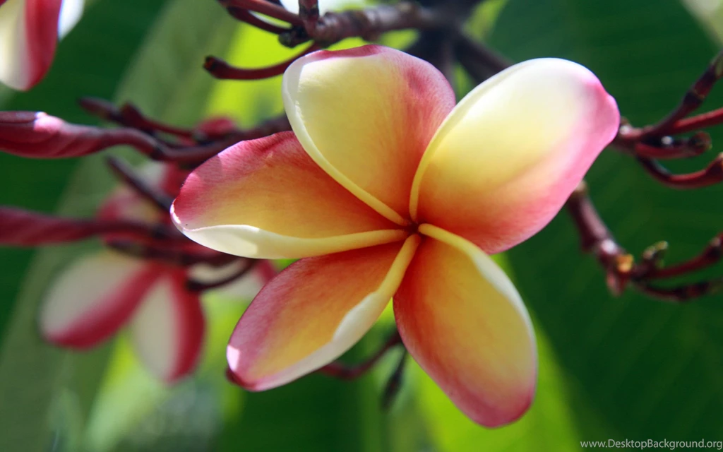 Plumeria Wallpapers   Wallpapers