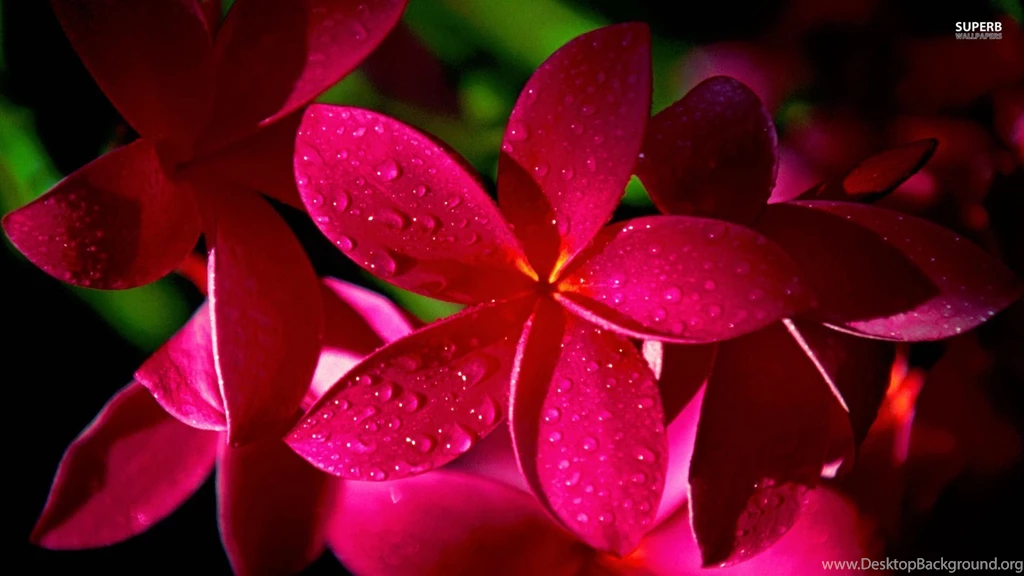 Pink Plumeria Wallpapers   Flower Wallpapers