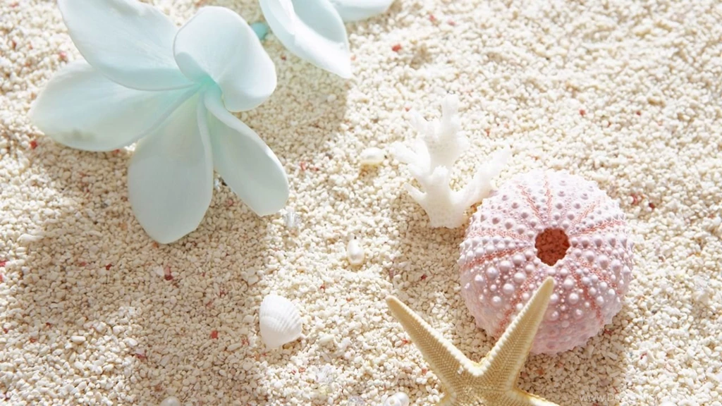 White Plumeria And Sea Shells Widescreen Wallpapers