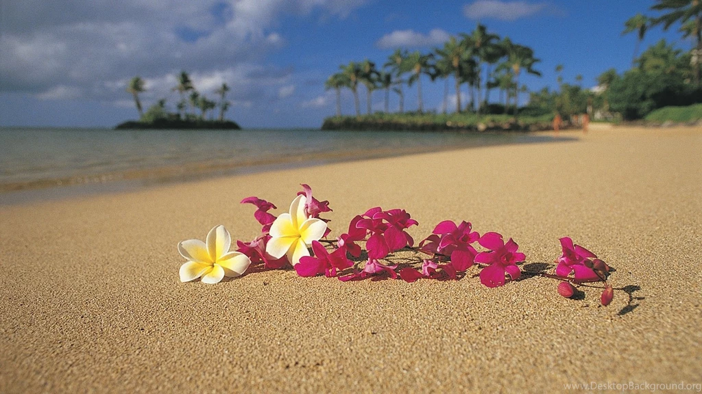 Plumeria Wallpapers
